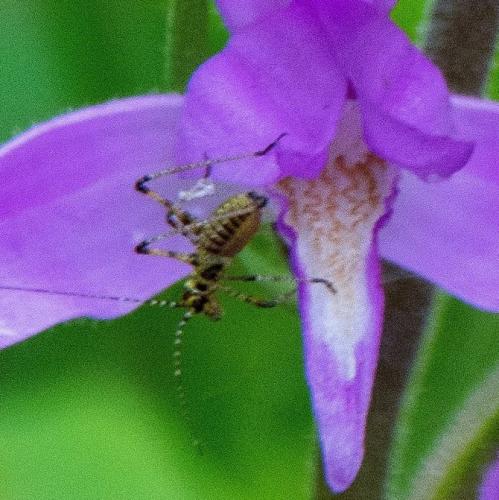 Phaneroptera sp.